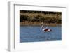 Greater flamingos feed in salt pans in Tavira, Portugal-Chuck Haney-Framed Photographic Print