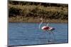 Greater flamingos feed in salt pans in Tavira, Portugal-Chuck Haney-Mounted Photographic Print