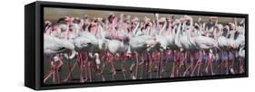 Greater Flamingos Grouping Together Near Walvis Bay, Namibia-Alex Saberi-Framed Stretched Canvas