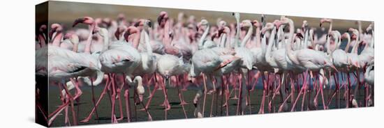 Greater Flamingos Grouping Together Near Walvis Bay, Namibia-Alex Saberi-Stretched Canvas