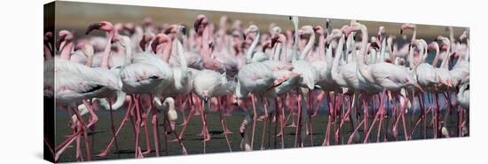 Greater Flamingos Grouping Together Near Walvis Bay, Namibia-Alex Saberi-Stretched Canvas