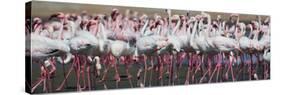 Greater Flamingos Grouping Together Near Walvis Bay, Namibia-Alex Saberi-Stretched Canvas