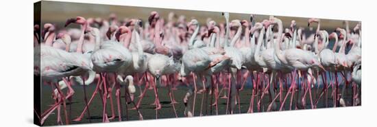 Greater Flamingos Grouping Together Near Walvis Bay, Namibia-Alex Saberi-Stretched Canvas