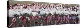 Greater Flamingos Grouping Together Near Walvis Bay, Namibia-Alex Saberi-Stretched Canvas