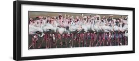 Greater Flamingos Grouping Together Near Walvis Bay, Namibia-Alex Saberi-Framed Premium Photographic Print