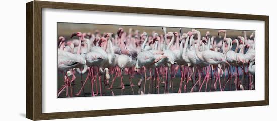 Greater Flamingos Grouping Together Near Walvis Bay, Namibia-Alex Saberi-Framed Photographic Print