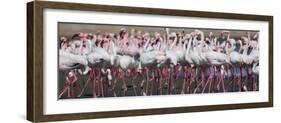 Greater Flamingos Grouping Together Near Walvis Bay, Namibia-Alex Saberi-Framed Photographic Print