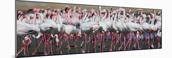 Greater Flamingos Grouping Together Near Walvis Bay, Namibia-Alex Saberi-Mounted Photographic Print