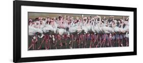 Greater Flamingos Grouping Together Near Walvis Bay, Namibia-Alex Saberi-Framed Photographic Print