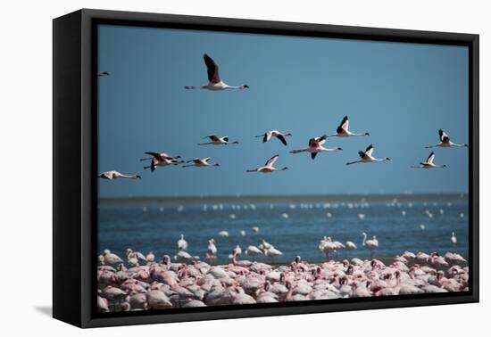 Greater Flamingos in Flight Near Walvis Bay, Namibia-Alex Saberi-Framed Stretched Canvas