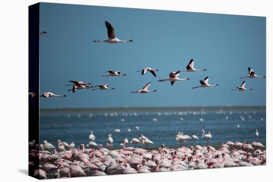 Greater Flamingos in Flight Near Walvis Bay, Namibia-Alex Saberi-Stretched Canvas