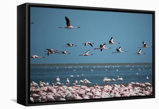 Greater Flamingos in Flight Near Walvis Bay, Namibia-Alex Saberi-Framed Stretched Canvas