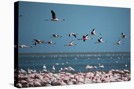 Greater Flamingos in Flight Near Walvis Bay, Namibia-Alex Saberi-Stretched Canvas