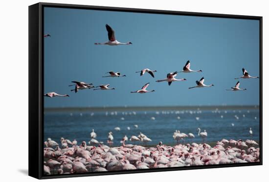 Greater Flamingos in Flight Near Walvis Bay, Namibia-Alex Saberi-Framed Stretched Canvas