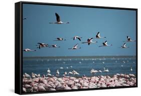 Greater Flamingos in Flight Near Walvis Bay, Namibia-Alex Saberi-Framed Stretched Canvas