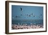 Greater Flamingos in Flight Near Walvis Bay, Namibia-Alex Saberi-Framed Premium Photographic Print