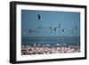 Greater Flamingos in Flight Near Walvis Bay, Namibia-Alex Saberi-Framed Premium Photographic Print