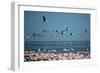 Greater Flamingos in Flight Near Walvis Bay, Namibia-Alex Saberi-Framed Premium Photographic Print