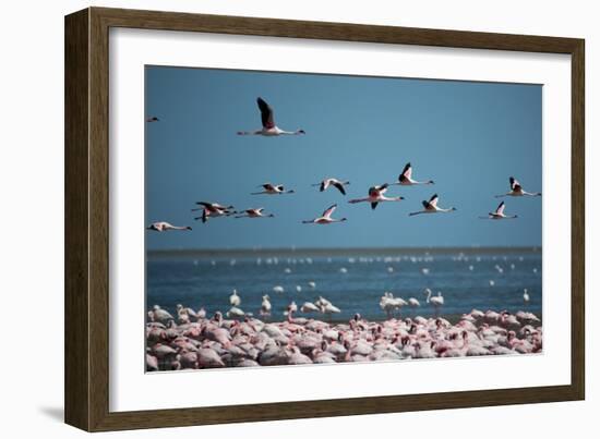 Greater Flamingos in Flight Near Walvis Bay, Namibia-Alex Saberi-Framed Photographic Print