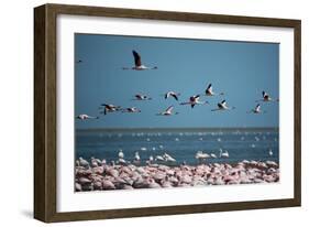 Greater Flamingos in Flight Near Walvis Bay, Namibia-Alex Saberi-Framed Photographic Print