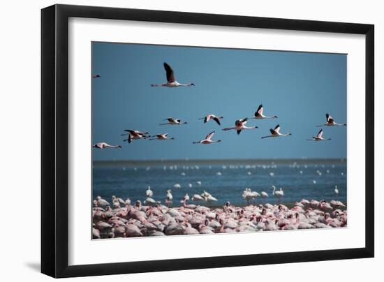 Greater Flamingos in Flight Near Walvis Bay, Namibia-Alex Saberi-Framed Photographic Print