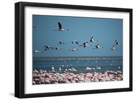 Greater Flamingos in Flight Near Walvis Bay, Namibia-Alex Saberi-Framed Photographic Print