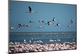 Greater Flamingos in Flight Near Walvis Bay, Namibia-Alex Saberi-Mounted Photographic Print