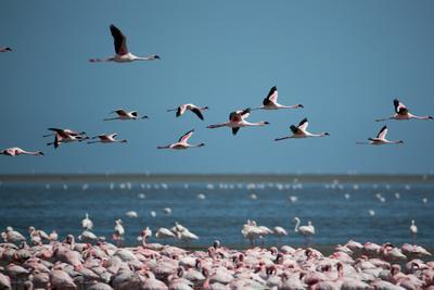 https://imgc.allpostersimages.com/img/posters/greater-flamingos-in-flight-near-walvis-bay-namibia_u-L-PU6T6J0.jpg?artPerspective=n