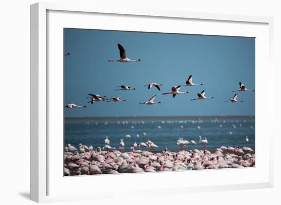 Greater Flamingos in Flight Near Walvis Bay, Namibia-Alex Saberi-Framed Photographic Print