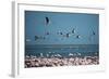 Greater Flamingos in Flight Near Walvis Bay, Namibia-Alex Saberi-Framed Photographic Print