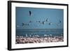 Greater Flamingos in Flight Near Walvis Bay, Namibia-Alex Saberi-Framed Photographic Print