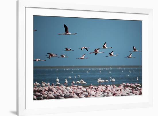 Greater Flamingos in Flight Near Walvis Bay, Namibia-Alex Saberi-Framed Photographic Print