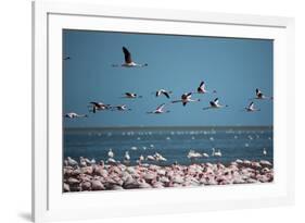 Greater Flamingos in Flight Near Walvis Bay, Namibia-Alex Saberi-Framed Photographic Print