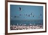 Greater Flamingos in Flight Near Walvis Bay, Namibia-Alex Saberi-Framed Photographic Print