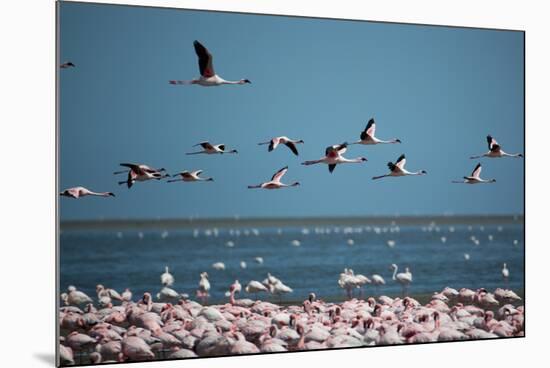 Greater Flamingos in Flight Near Walvis Bay, Namibia-Alex Saberi-Mounted Photographic Print