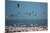 Greater Flamingos in Flight Near Walvis Bay, Namibia-Alex Saberi-Mounted Photographic Print