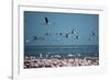 Greater Flamingos in Flight Near Walvis Bay, Namibia-Alex Saberi-Framed Photographic Print