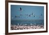 Greater Flamingos in Flight Near Walvis Bay, Namibia-Alex Saberi-Framed Photographic Print