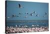 Greater Flamingos in Flight Near Walvis Bay, Namibia-Alex Saberi-Stretched Canvas