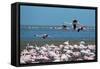 Greater Flamingos in Flight Near Walvis Bay, Namibia-Alex Saberi-Framed Stretched Canvas