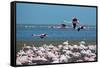 Greater Flamingos in Flight Near Walvis Bay, Namibia-Alex Saberi-Framed Stretched Canvas