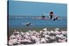 Greater Flamingos in Flight Near Walvis Bay, Namibia-Alex Saberi-Stretched Canvas