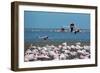 Greater Flamingos in Flight Near Walvis Bay, Namibia-Alex Saberi-Framed Photographic Print