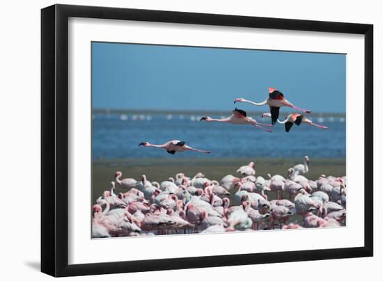 Greater Flamingos in Flight Near Walvis Bay, Namibia-Alex Saberi-Framed Photographic Print