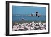 Greater Flamingos in Flight Near Walvis Bay, Namibia-Alex Saberi-Framed Photographic Print