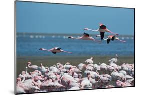 Greater Flamingos in Flight Near Walvis Bay, Namibia-Alex Saberi-Mounted Photographic Print