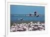 Greater Flamingos in Flight Near Walvis Bay, Namibia-Alex Saberi-Framed Photographic Print