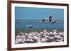 Greater Flamingos in Flight Near Walvis Bay, Namibia-Alex Saberi-Framed Photographic Print