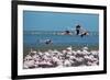 Greater Flamingos in Flight Near Walvis Bay, Namibia-Alex Saberi-Framed Photographic Print