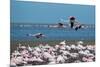 Greater Flamingos in Flight Near Walvis Bay, Namibia-Alex Saberi-Mounted Photographic Print